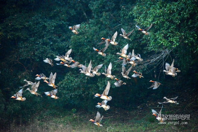 進(jìn)入初冬，大批野生鴛鴦陸續(xù)飛抵江西婺源縣賦春鎮(zhèn)鴛鴦湖越冬，小精靈們在湖面上或相互依偎、卿卿我我；或隨波逐流、嬉戲打鬧，悠閑自在生活在青山綠水之間，優(yōu)良的水域和豐富的湖畔闊葉林，為鴛鴦過冬提供良好生存環(huán)境，婺源鴛鴦湖已成為亞洲最大的野生鴛鴦越冬棲息地。（攝于12月4日下午）