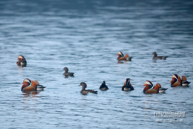 進(jìn)入初冬，大批野生鴛鴦陸續(xù)飛抵江西婺源縣賦春鎮(zhèn)鴛鴦湖越冬，小精靈們在湖面上或相互依偎、卿卿我我；或隨波逐流、嬉戲打鬧，悠閑自在生活在青山綠水之間，優(yōu)良的水域和豐富的湖畔闊葉林，為鴛鴦過冬提供良好生存環(huán)境，婺源鴛鴦湖已成為亞洲最大的野生鴛鴦越冬棲息地。（攝于12月4日下午）
