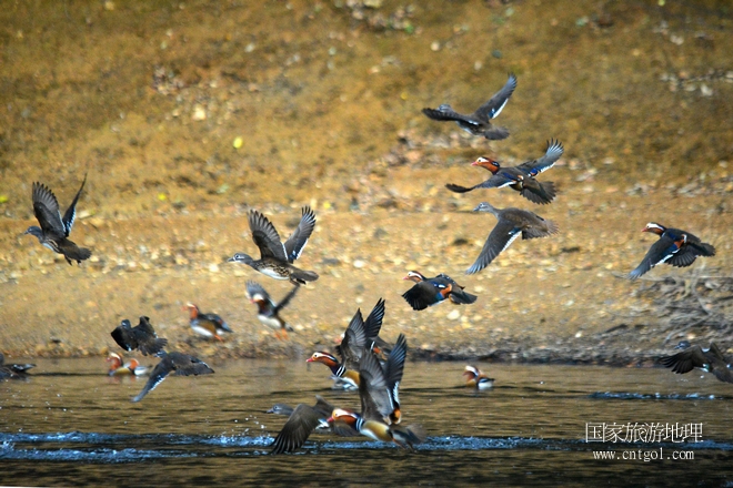 進(jìn)入初冬，大批野生鴛鴦陸續(xù)飛抵江西婺源縣賦春鎮(zhèn)鴛鴦湖越冬，小精靈們在湖面上或相互依偎、卿卿我我；或隨波逐流、嬉戲打鬧，悠閑自在生活在青山綠水之間，優(yōu)良的水域和豐富的湖畔闊葉林，為鴛鴦過冬提供良好生存環(huán)境，婺源鴛鴦湖已成為亞洲最大的野生鴛鴦越冬棲息地。（攝于12月4日下午）