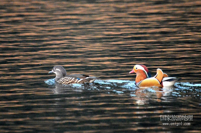 進(jìn)入初冬，大批野生鴛鴦陸續(xù)飛抵江西婺源縣賦春鎮(zhèn)鴛鴦湖越冬，小精靈們在湖面上或相互依偎、卿卿我我；或隨波逐流、嬉戲打鬧，悠閑自在生活在青山綠水之間，優(yōu)良的水域和豐富的湖畔闊葉林，為鴛鴦過冬提供良好生存環(huán)境，婺源鴛鴦湖已成為亞洲最大的野生鴛鴦越冬棲息地。（攝于12月4日下午）